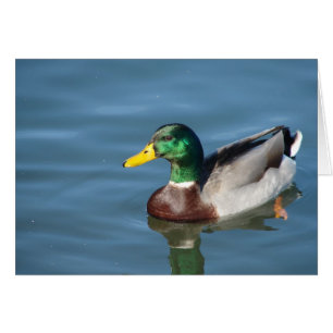 Cartão de Saudação Mallard Duck Todas as Ocasiões