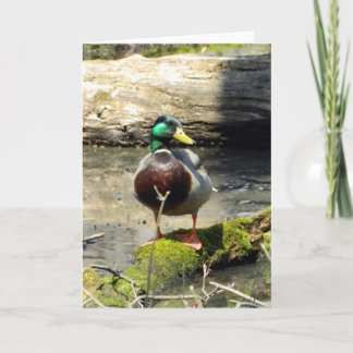 Cartão de Saudação Mallard Duck (Woods)