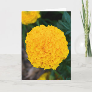 Cartão de Saudação Marigold Amarelo solteiro