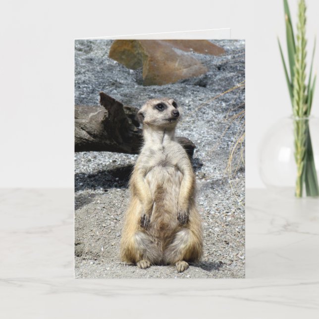 Cartão de Saudação Meerkat (Frente)