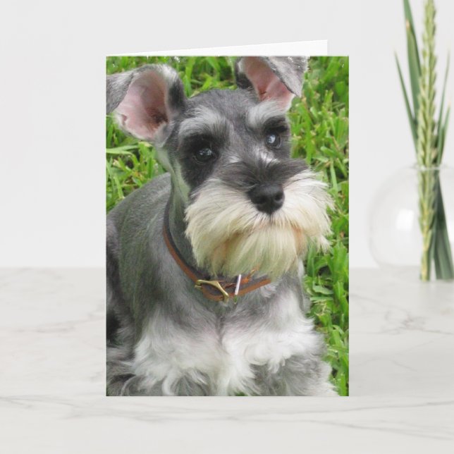 Cartão de saudação Miniatura Schnauzer (Frente)