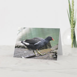 Cartão de Saudação Moorhen