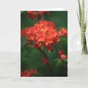 Cartão de Saudação Orange Rhododendron