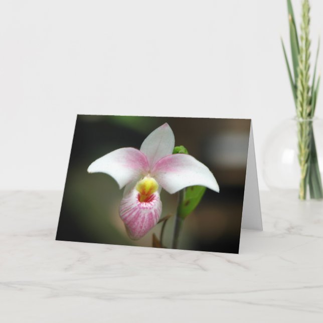 Cartão de Saudação Orquídea Branco/Rosa (Frente)