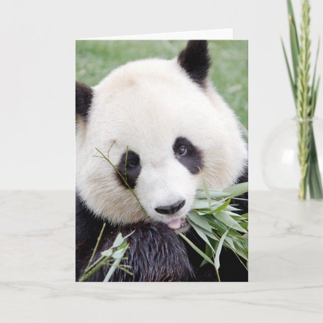 Cartão de saudação Panda gigante fotográfico. Pand (Frente)