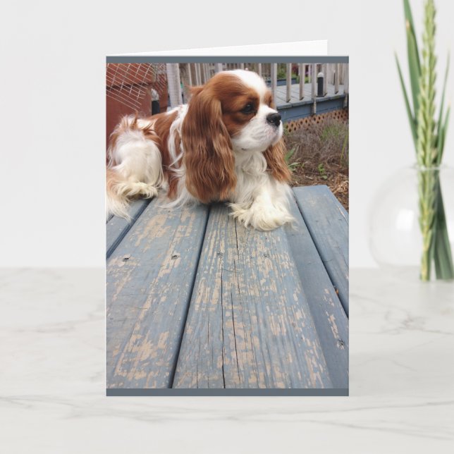 Cartão de saudação para cães (Frente)