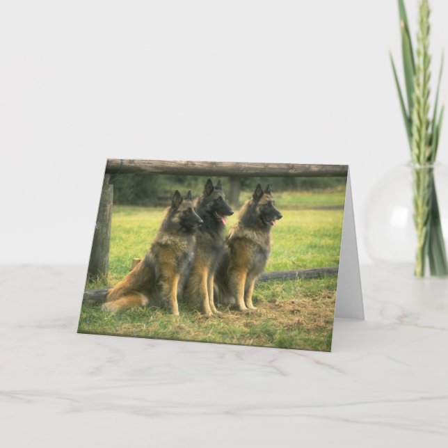 Cartão de saudação para cães german shepherd (Frente)