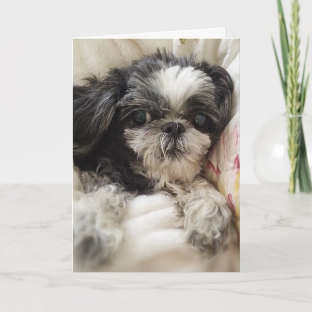Cartão de Saudação para Garota Shitzu (Frente)