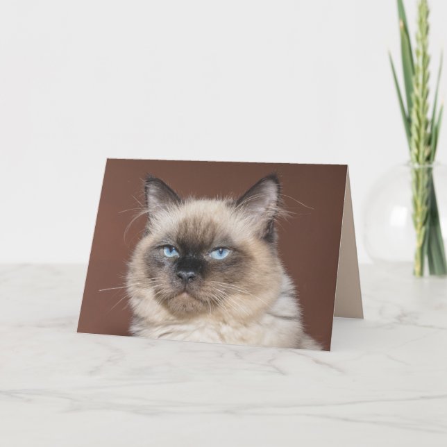 Cartão de saudação para gatos siameses (Frente)