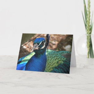 Cartão de Saudação Peacock