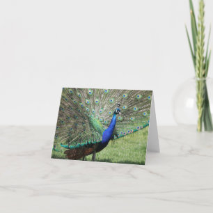 Cartão de Saudação Peacock