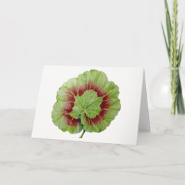 Cartão de Saudação Pelargonium 'Geranium Leaf'