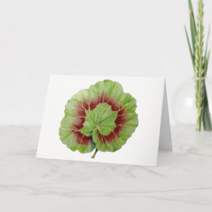 Cartão de Saudação Pelargonium 'Geranium Leaf'
