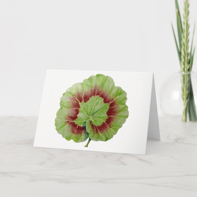 Cartão de Saudação Pelargonium 'Geranium Leaf' (Frente)