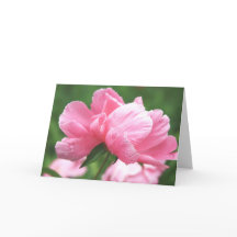 Cartão de Saudação Penas Rosa