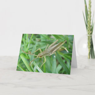 Cartão de Saudação Personalizável do Gafanhoto