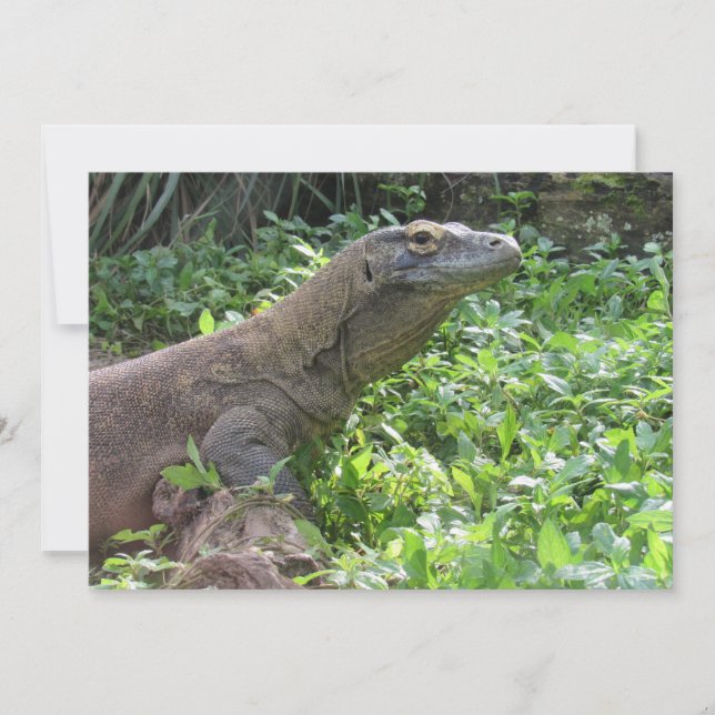Cartão de Saudação Plana Komodo Dragon (Frente)