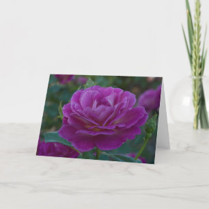 Cartão de Saudação Purple Rosa All Occasion