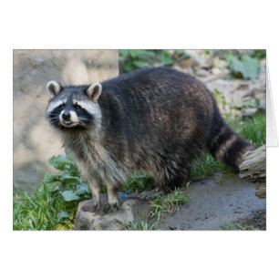 Cartão de Saudação Raccoon
