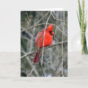 Cartão de Saudação Real Vermelho Cardinal