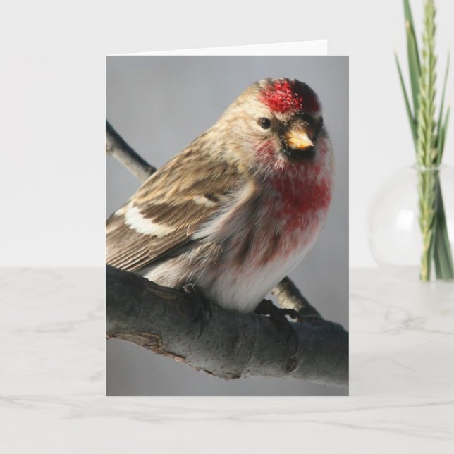 Cartão de Saudação Redpoll (Frente)