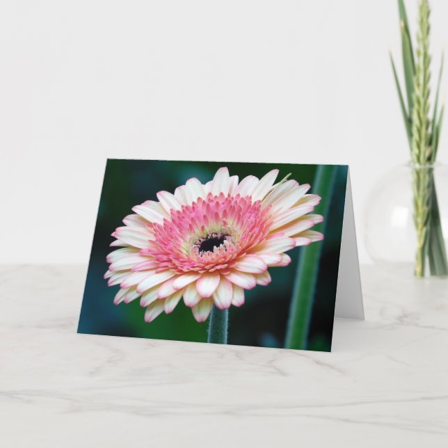 Cartão de Saudação Rosa Gerbera Daisy (Frente)