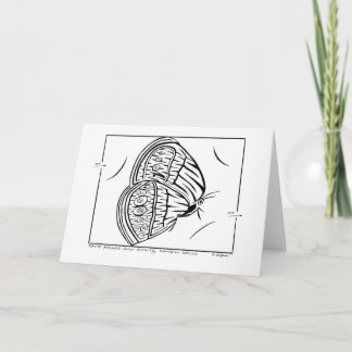 Cartão de Saudação Satyr Butterfly Maze Mitchell