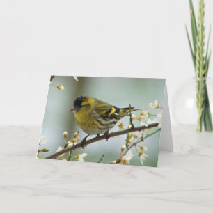 Cartão de saudação Siskin