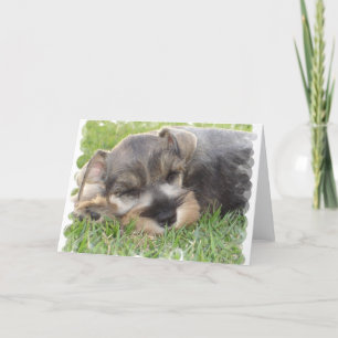 Cartão de Saudação Snoozing Schnauzer