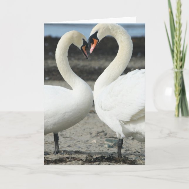 Cartão de Saudação Swan Love (Frente)