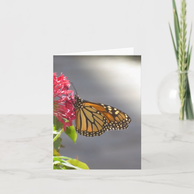 Cartão de Saudação Vívido de Borboleta Tropical Do (Frente)