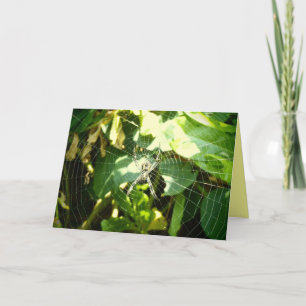 Cartão de saudação Web de aranha Havaii