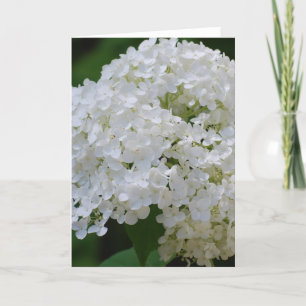 Cartão de Saudação White Hydrangeas