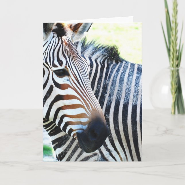 Cartão de Saudação Zebra Negrito (Frente)
