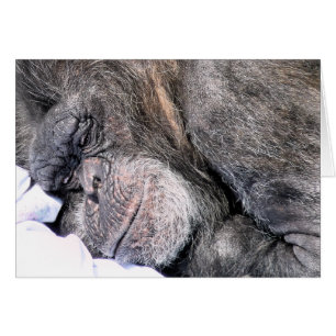 Cartão de Saudações CHIMPANZEE CUTE