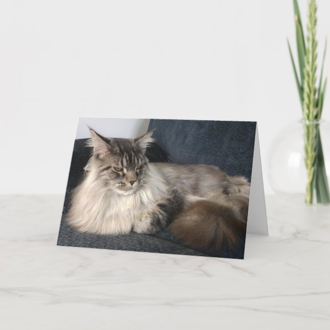 Cartão de Saudações do Gato Maine Coon (Frente)