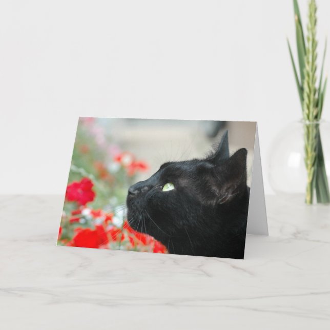 Cartão de Saudações - Observando (Frente)