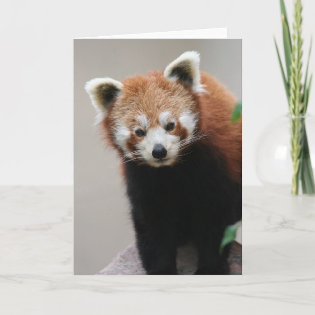 Cartão de saudações personalizáveis do Red Panda (Frente)