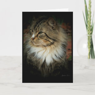 Cartão de saudade do gato da floresta norueguesa