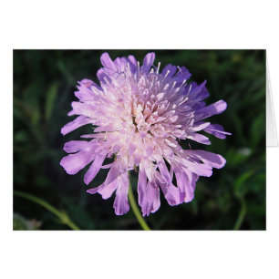 Cartão de Scabiosa lilás, em branco, gestaltbar