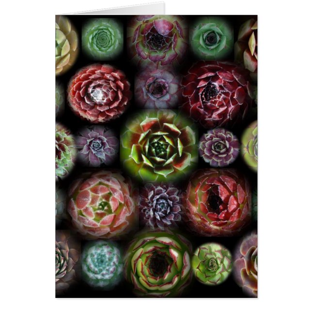 Cartão de Sempervivum (Frente)