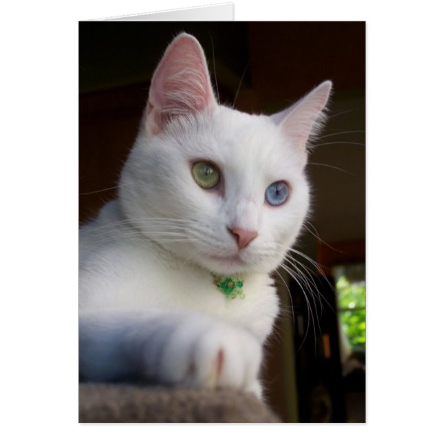 Cartão de serenidade (Frente)