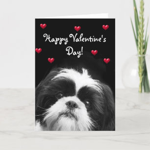 Cartão de Shih Tzu do feliz dia dos namorados