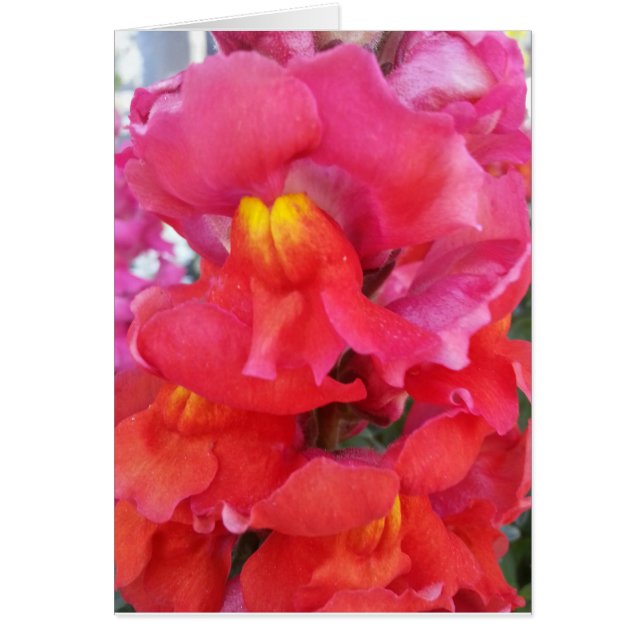 Cartão de Snapdragon (vazio para dentro) (Frente)