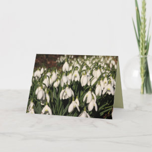 Cartão de Snowdrops