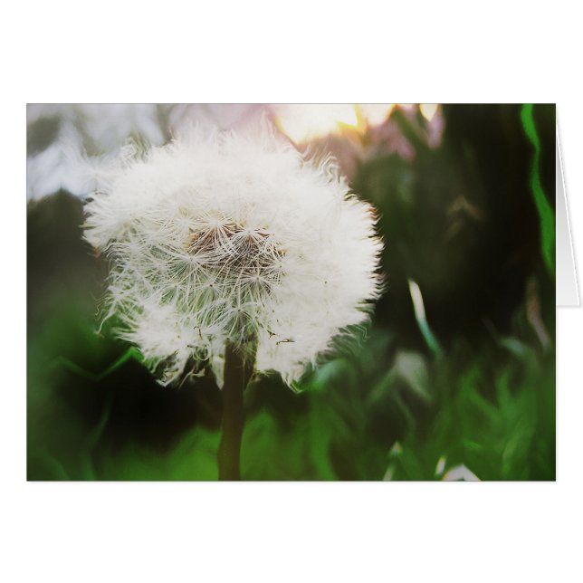 cartão de sonhos dandy (Frente Horizontal)