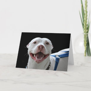 Cartão de sorriso de pit bull