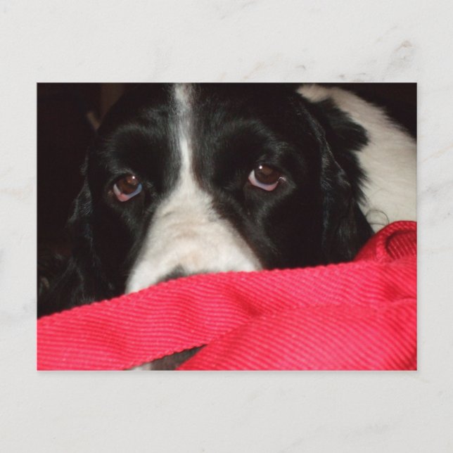 Cartão de Springer (Frente)