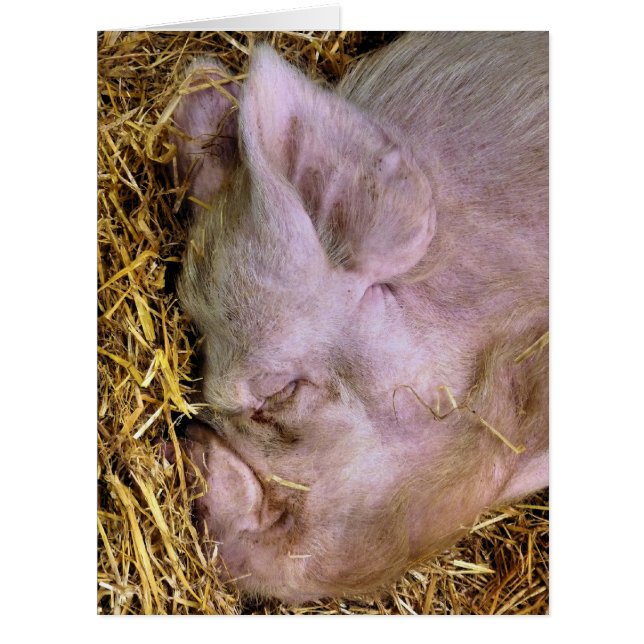 CARTÃO DE SUÍNOS (Frente)