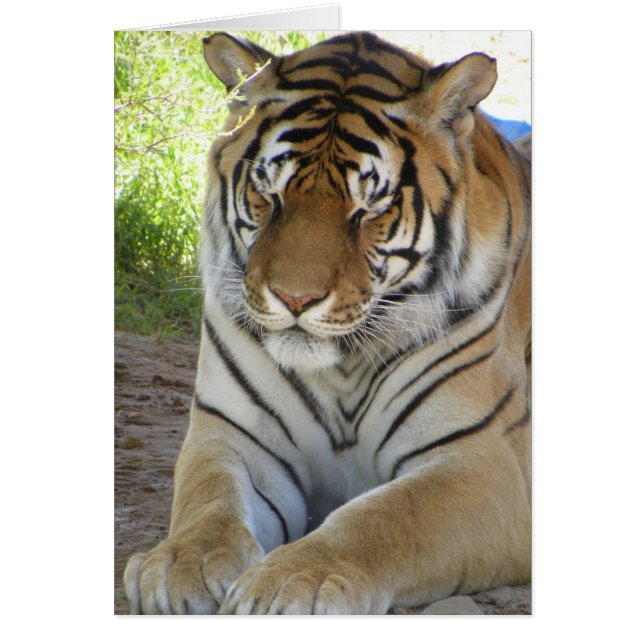 Cartão de tigre para dormir (v) (Frente)